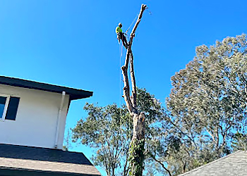 Santa Rosa Tree Services Vema Tree Service