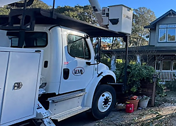 Vema Tree Service Santa Rosa Tree Services image 1