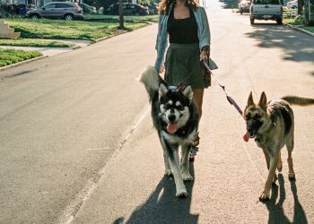 Venture Dog Walking Winston Salem Dog Walkers