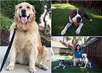San Bernardino Dog Walkers Venturing Pack Dog Services