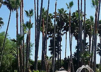 Simi Valley Tree Services Vero's Tree Service