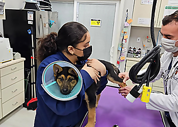 Hartford Veterinary Clinics Vet For Pet Animal Hospital