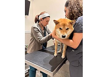Veterinarian Pet Alliance - Newark, NJ Veterinary Clinics - Medical Procedure Image