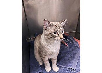 New Haven Veterinary Clinics Veterinary Associates of Westville