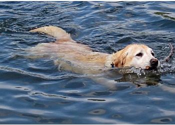 New Haven Veterinary Clinics Veterinary Associates of Westville