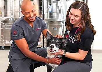 Boston Veterinary Clinics Veterinary Emergency Group
