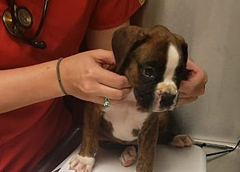 Pueblo Veterinary Clinics Veterinary Hospital Associates