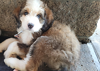 Orange Veterinary Clinics Veterinary Out Patient Clinic