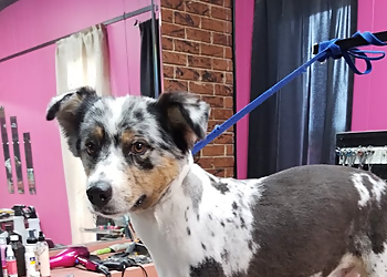 Victor's Pet Grooming - Garland, TX Pet Grooming - Service Highlights