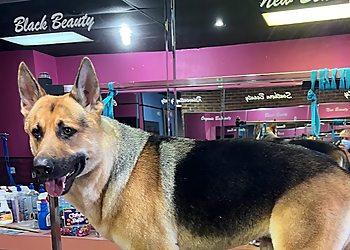 Victor's Pet Grooming - Garland, TX Pet Grooming - Project Image