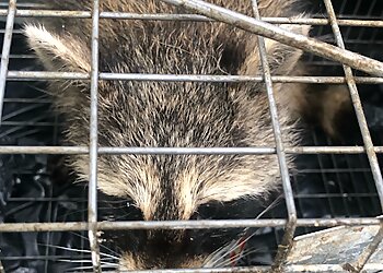 New York Animal Removal Victory Wildlife & Pest Removal