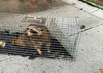 New York Animal Removal Victory Wildlife & Pest Removal