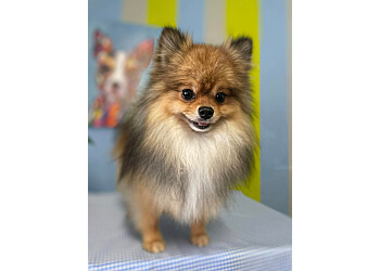 3 Best Pet Grooming in Brownsville, TX - Expert Recommendations