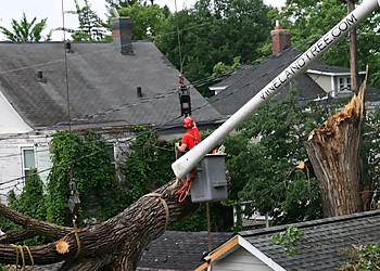 Minneapolis Tree Services Vineland Tree Care