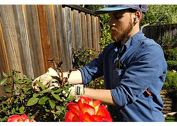 San Jose Lawn Care Services Vintage Lawn Service