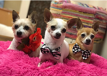 V.I.P. Pets Salon - Pembroke Pines, FL Pet Grooming - Service Highlights