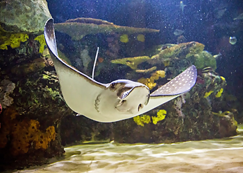 Virginia Beach Places To See Virginia Aquarium & Marine Science Center