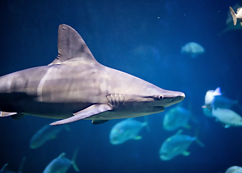 Virginia Beach Places To See Virginia Aquarium & Marine Science Center