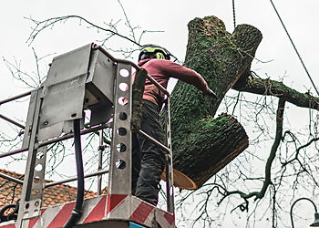Visalia Tree Services Visalia Tree Service, LLC
