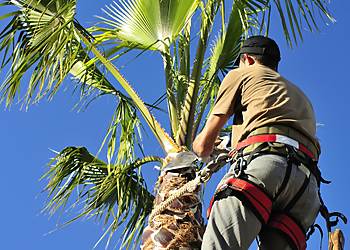 Visalia Tree Services Visalia Tree Service, LLC