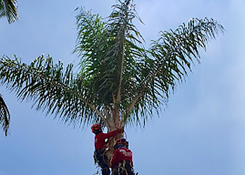 Oceanside Tree Services Vista Del Rey Tree Service