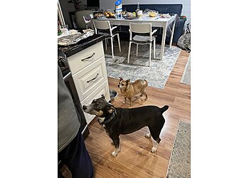 Portland Veterinary Clinics Vista Pet Hospital