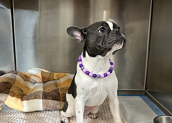 Vista Veterinary Specialists - Sacramento, CA Veterinary Clinics - Service Highlights