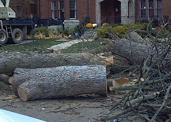 Detroit Tree Services Wades Tree Service