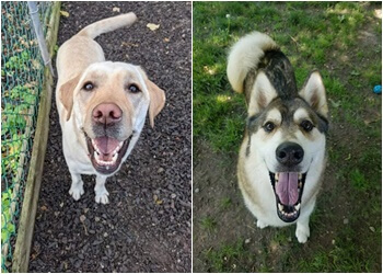 Wag'N Tails Pet Resort - Lansing, MI Pet Grooming - Service Highlights