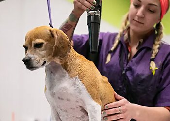 Aurora Pet Grooming Wag N' Wash