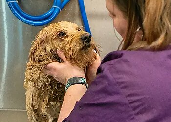 Aurora Pet Grooming Wag N' Wash