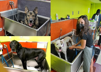 3 Best Pet Grooming in Scottsdale, AZ - Expert Recommendations