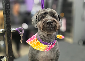 Raleigh Pet Grooming Waggerz Groom Room