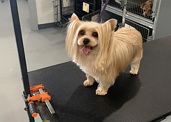 3 Best Pet Grooming in Killeen, TX - Expert Recommendations 3 Best Pet Grooming in Killeen, TX - Expert Recommendations