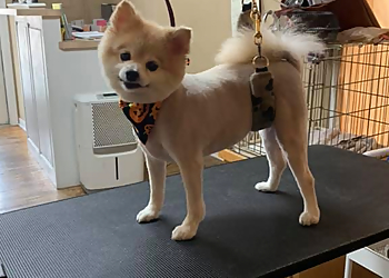 Killeen Pet Grooming Wagging Tails