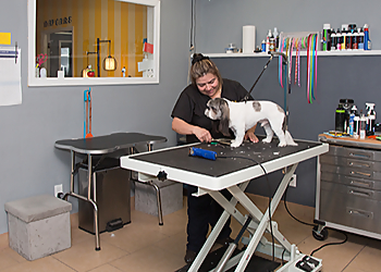Tempe Pet Grooming Wagging Tails Pet Resort