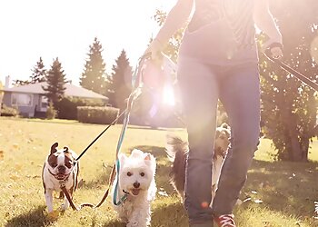 Lexington Dog Walkers Wagging Tails Pet Sitting