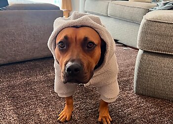 Miami Dog Walkers Waggy Tail Pet Care