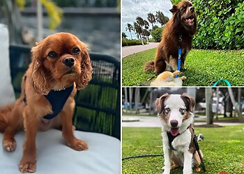 Miami Dog Walkers Waggy Tail Pet Care