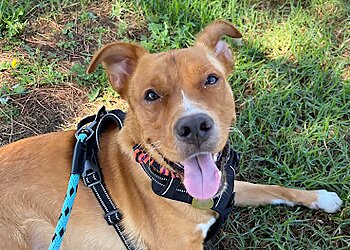 Riverside Dog Walkers Waggy Trails