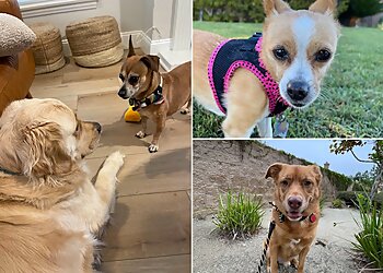 Riverside Dog Walkers Waggy Trails