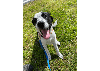Wags & Purrfection Pet Sitting & Dog Walking,LLC Wags & Purrfection Pet Sitting & Dog Walking,LLC