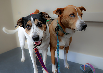 Sioux Falls Pet Grooming Wags n' Whiskers