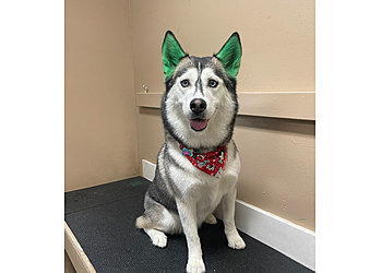 Sioux Falls Pet Grooming Wags n' Whiskers