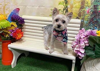 Columbus Pet Grooming Wags to Riches