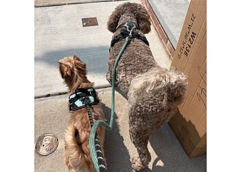 Philadelphia Dog Walkers Wag the Dog