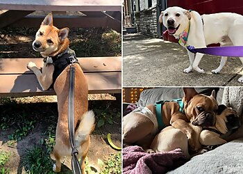 Philadelphia Dog Walkers Wag the Dog