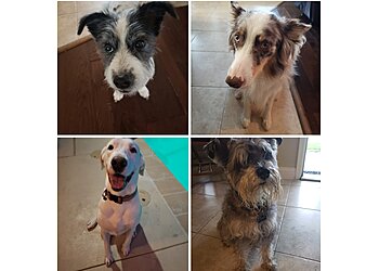 El Paso Dog Walkers Wagwithana