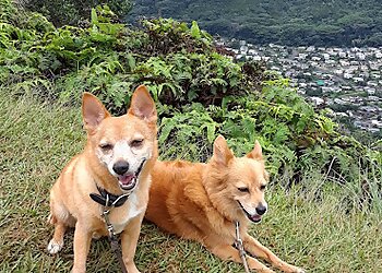 Honolulu Dog Walkers Waikiki Wags LLC