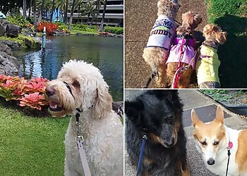 Honolulu Dog Walkers Waikiki Wags LLC